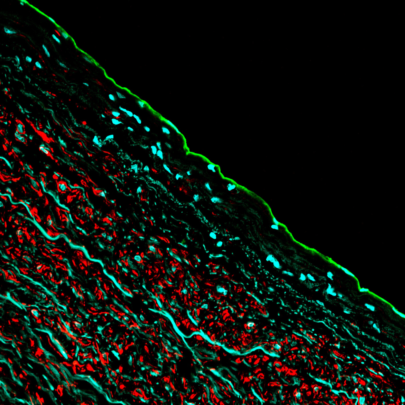 Image of  Verisuonibiologian tutkimusryhmä (Laakkonen)